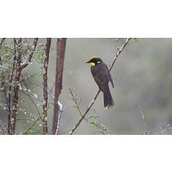 Rear view of black bird with yellow patches on face on branch.