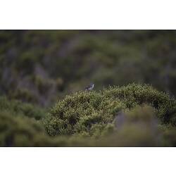 White-browed scrubwren.