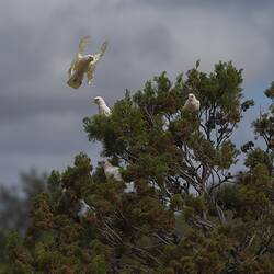 Flock of white cockatoos in tree top, one in flight.