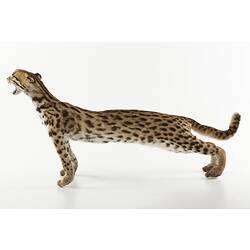 Side view of taxidermied leopard cat.