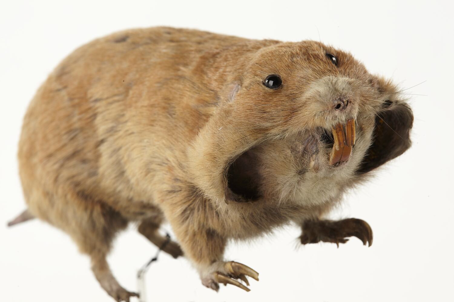 Taxidermied Mount Plains Pocket Gopher, Geomys bursarius