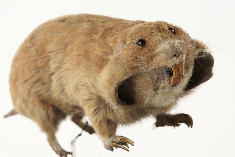 Taxidermied gopher specimen with cheek pouches held open.