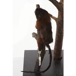 Rear view of taxidermied brown monkey.