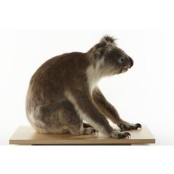 Side view of taxidermied koala mount sitting on wooden board.
