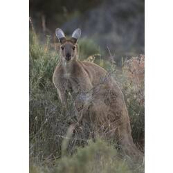 Grey kangaroo standing on hindlegs looking at camera.