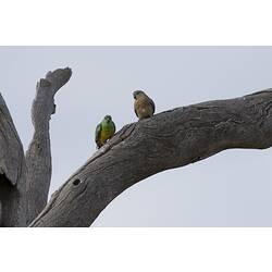 Two parrots, one green and yellow, one brown, on bare branch