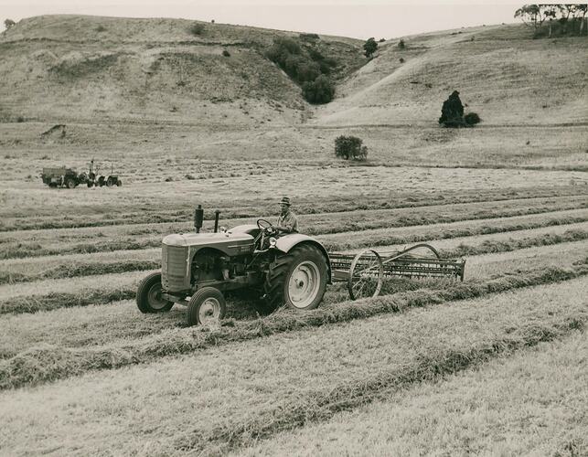 Man driving a tractor with a side delivery hay rake in field of mown lucern.