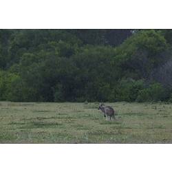 Kangaroo on open grass.