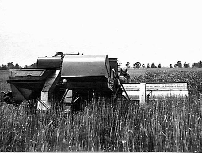 M-H NO.3 8 FT AT WORK IN MR. F.H. GRANT'S 350 ACRE CROP. AVERAGING 11 BAGS PER ACRE. BERRIGAN RD VIA TOCUMWAL: DEC 1932