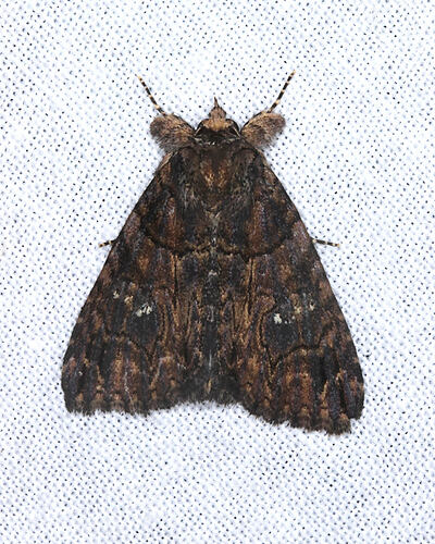 <em>Crioa hades</em>, moth. Otways National Park, Victoria.