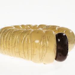 Wax Model - Cockchafer Larvae