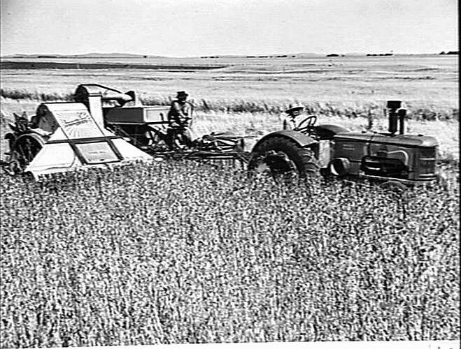 10 FT SUNSHINE AL POWER-DRIVE STRIPPER-HARVESTER, COUPLED TO SUNSHINE MASSEY HARRIS TRACTOR, HARVESTING 42 BUSHELS OF `GHURKA' WHEAT TO THE ACRE, ON THE FARM OF MR. W. JENDE, RUPANYUP, VICTORIA: JAN 1949