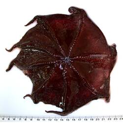 Purple-red octopus with arms spread out to show show mouth on white background with ruler.