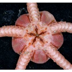 Front view of pink brittle star with oral close-up on black background.