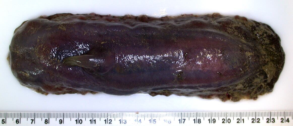 Back view of dark-purple sea cucumber with reduced appendage on white background with ruler.