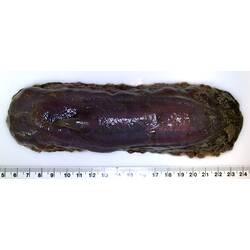 Back view of dark-purple sea cucumber with reduced appendage on white background with ruler.