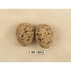 <em>Sternula albifrons sinensis</em> (Gmelin, 1789)