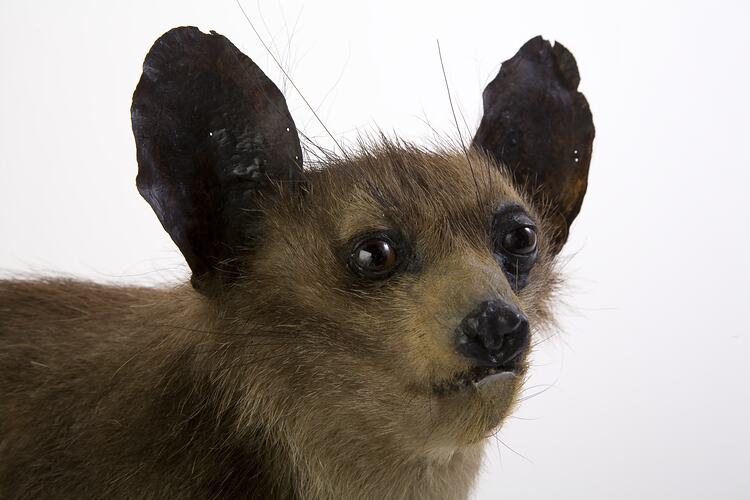 Face of taxidermied Aye-aye specimen.