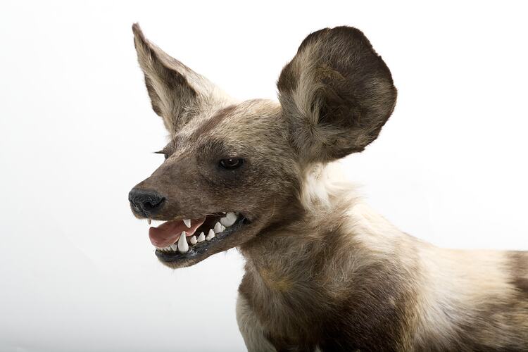 <em>Lycaon pictus</em>, African Wild Dog, mount.  Registration no. C 30350.