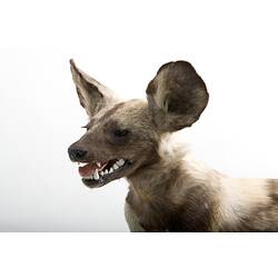 <em>Lycaon pictus</em>, African Wild Dog, mount.  Registration no. C 30350.