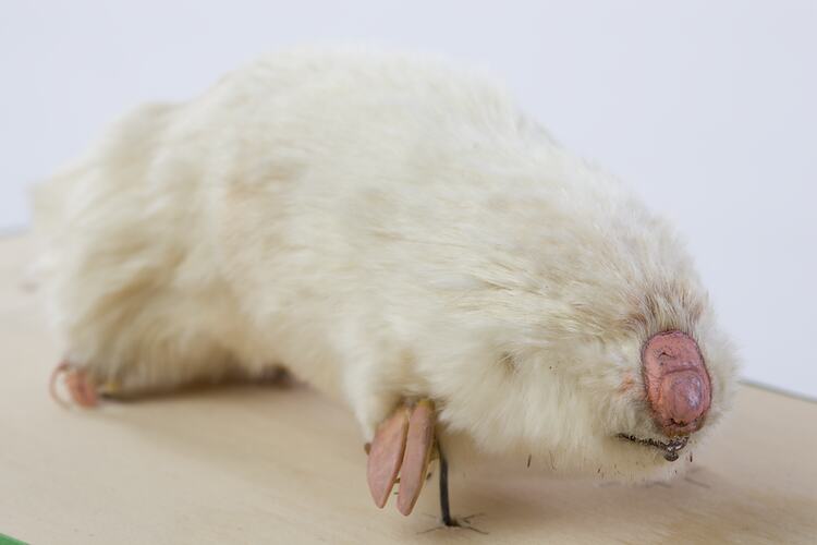 Taxidermied marsupial mole specimen , front view.