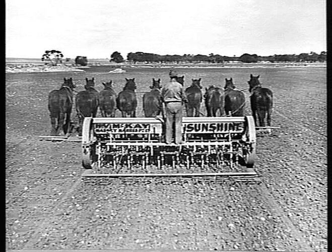 20-ROW `SUNLEA' ON W. H. KOOP'S FARM, YORK TOWN, S. AUST: MAY 1938