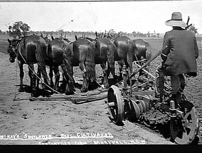 H.V.MCKAY'S `SUNFLOWER' DISC CULTIVATOR, SEATONVILLE FARM, MARYVALE, N.S.W.: CIRCA 1920