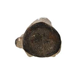 <em>Champsosaurus</em> sp. [P 160545]