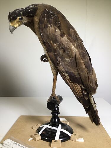 Mounted bird of prey on a black perch.