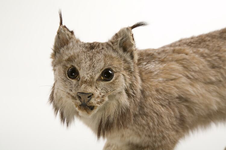 Detail of Canadian Lynx specimen's face.
