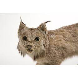 Detail of Canadian Lynx specimen's face.
