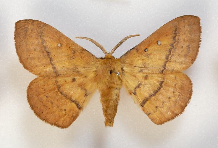 <em>Anthela nicothoe</em>, Urticating Anthelid Moth, male. [HET 158]