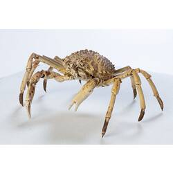 <em>Leptomithrax gaimardii</em>, Giant Spider Crab. [J 46721.14]