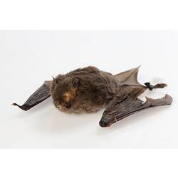 Bat specimen.