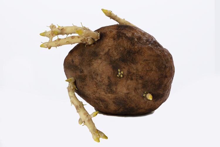 Irregularly shaped brown model of a potato with protruding white roots.