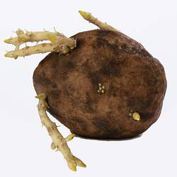 Irregularly shaped brown model of a potato with protruding white roots.