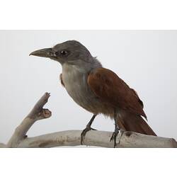 <em>Phaenicophaeus chlorophaeus</em>, Raffle's Malkoha, mount.  Registration no. 61421.