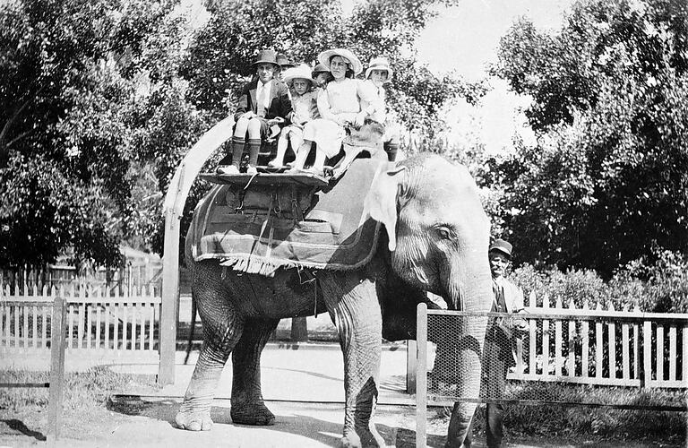 [Queenie the elephant, Melbourne Zoo, 1917.]