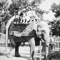 Negative - 'Queenie' the Indian Elephant, Melbourne Zoo, Royal Park, Melbourne, Victoria, 1917