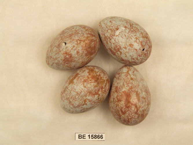 Four bird eggs with specimen label.
