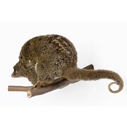 Possum specimen mounted in hunched pose on a branch.
