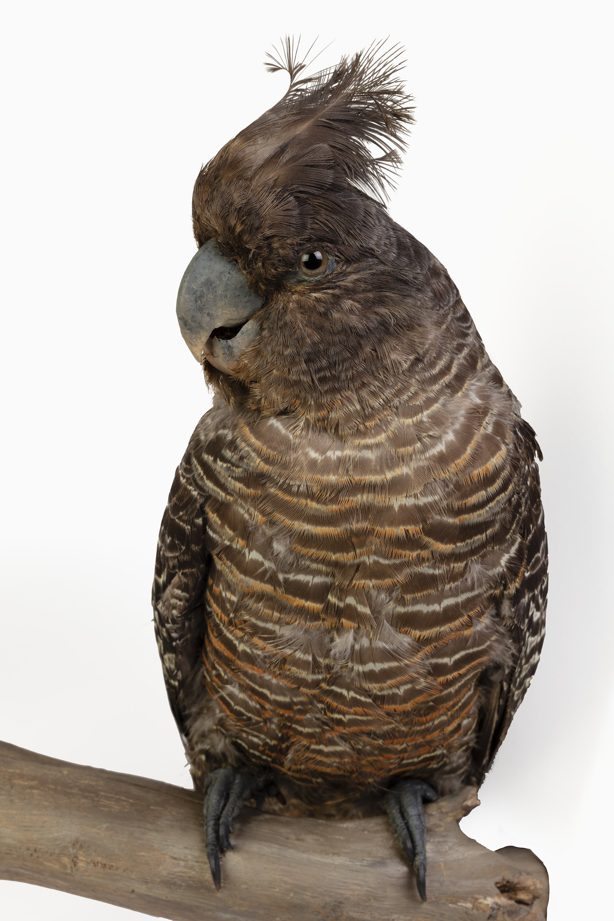 Gang-gang Cockatoo - Callocephalon fimbriatum - Birds of the World