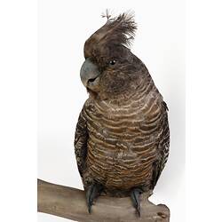Research Focus, Victorian Birds - Gang-gang Cockatoo (female), <em>Callocephalon fimbriatum</em>