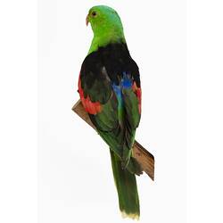 Mounted parrot specimen with bright green and red feathers.