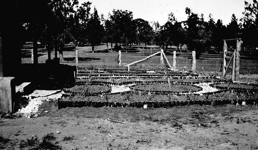 Negative - Mrs Kilpatrick's Garden, Underbool, Victoria, circa 1935