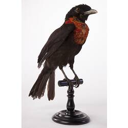 Mounted black bird with red upperchest mounted on perch.