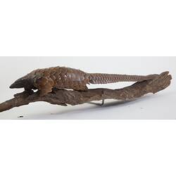 Long-tailed Pangolin specimen mounted on branch.