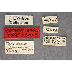 Entomology type specimen labels.