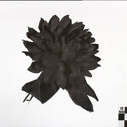 Artificial Flower - Black Cotton, circa 1950s-1970s