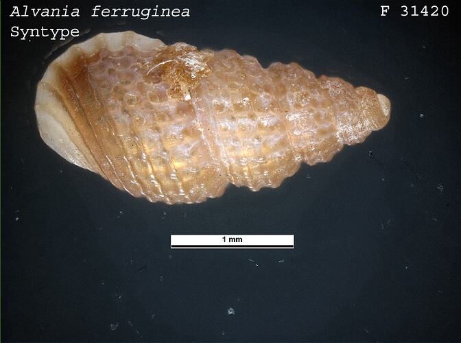 <em>Alvania ferruginea</em>, marine snail.  Syntype.  R.F. Geale Collection.  Registration no. F 31420.